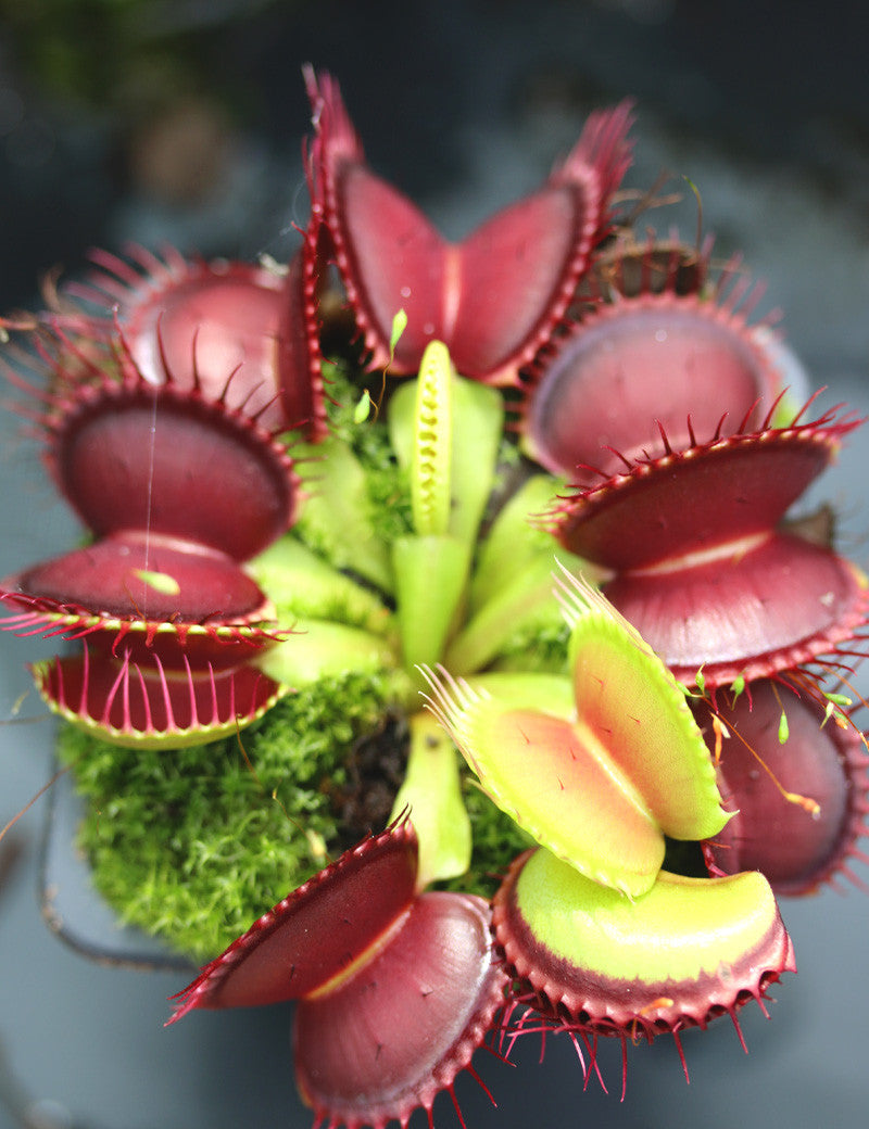 Product Image-1
