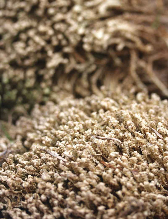 Mousses sèches naturelles