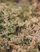 Mousses sèches naturelles
