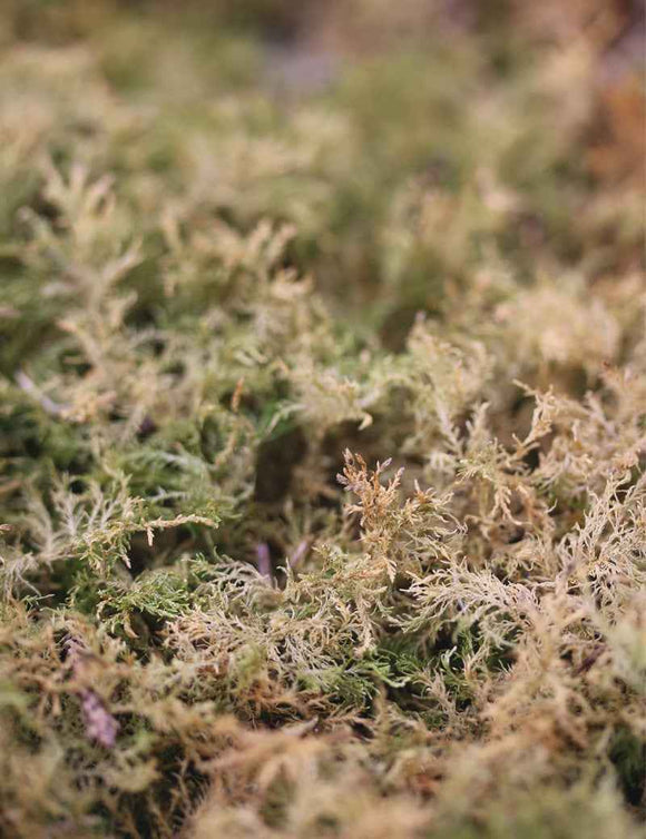 Mousses sèches naturelles