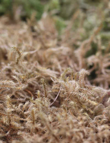 Mousses sèches naturelles