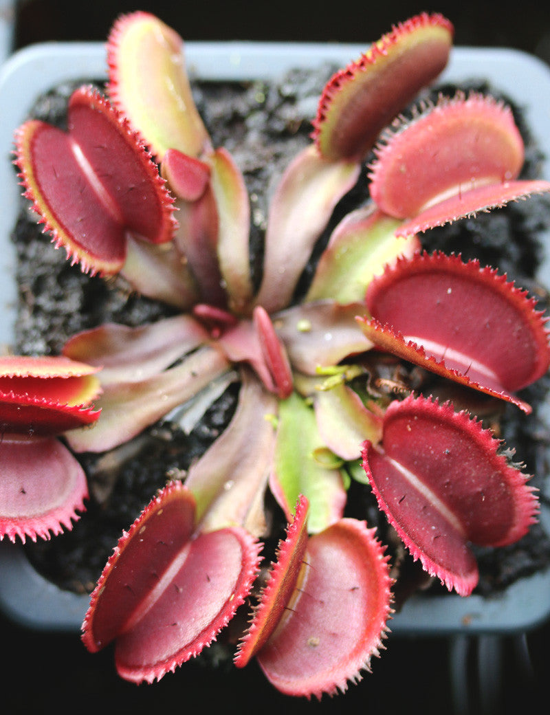 Product Image-2