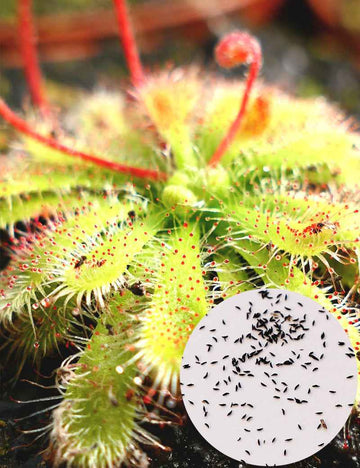 Graines de Drosera spatulata var gympiensis