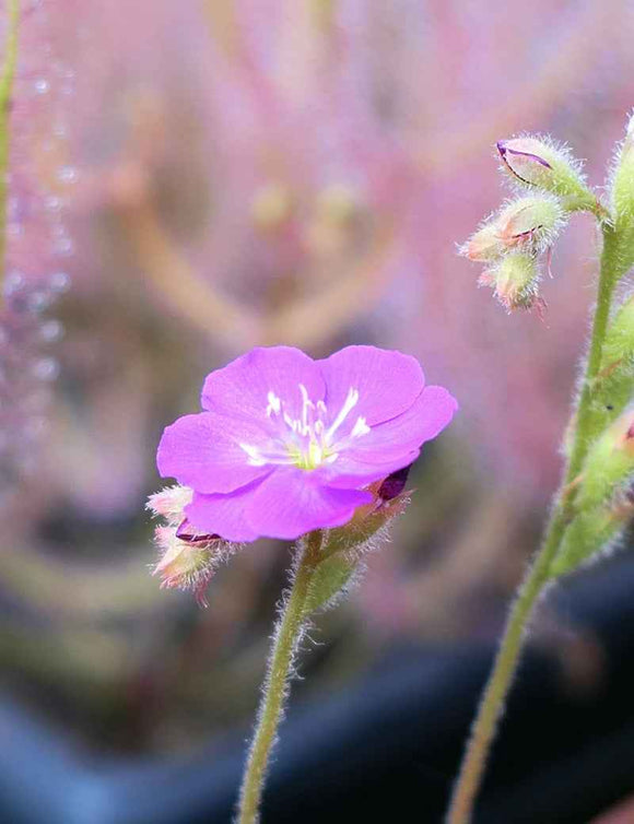 Graines de Drosera spatulata var gympiensis