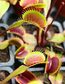 DUO - Dionaea Clayton's Volcanic Red et Drosera alba