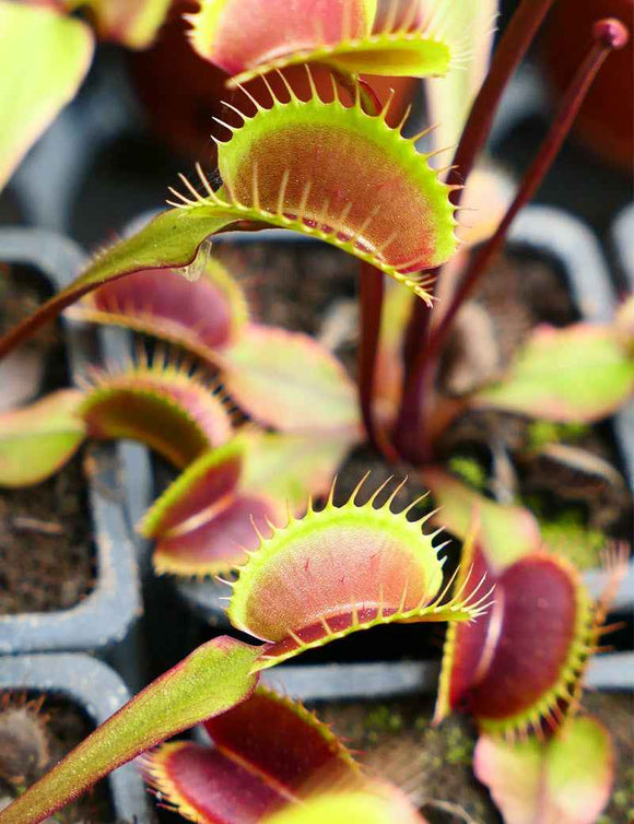 DUO - Dionaea Clayton's Volcanic Red et Drosera alba