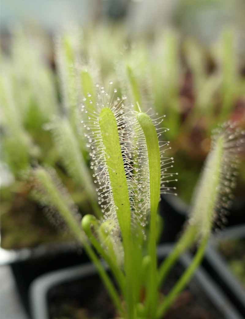 DUO - Dionaea Clayton's Volcanic Red et Drosera alba