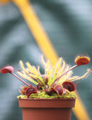 DUO - Dionaea Clayton's Volcanic Red et Drosera alba