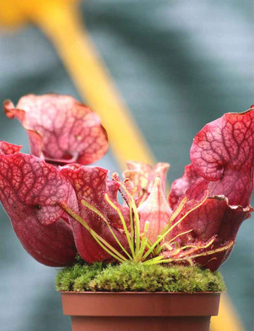 DUO - Sarracenia purpurea subsp. venosa et Drosera capensis