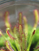 DUO - Sarracenia purpurea subsp. venosa et Drosera capensis