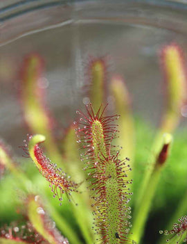 DUO - Sarracenia purpurea subsp. venosa et Drosera capensis