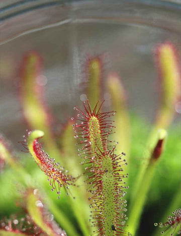 DUO - Sarracenia purpurea subsp. venosa et Drosera capensis