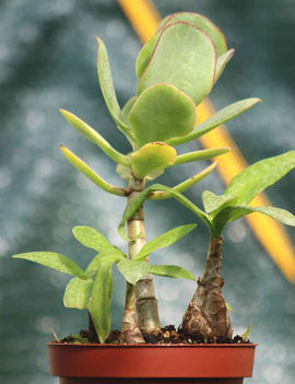 DUO - Crassula blue bird et Scilla pauciflora