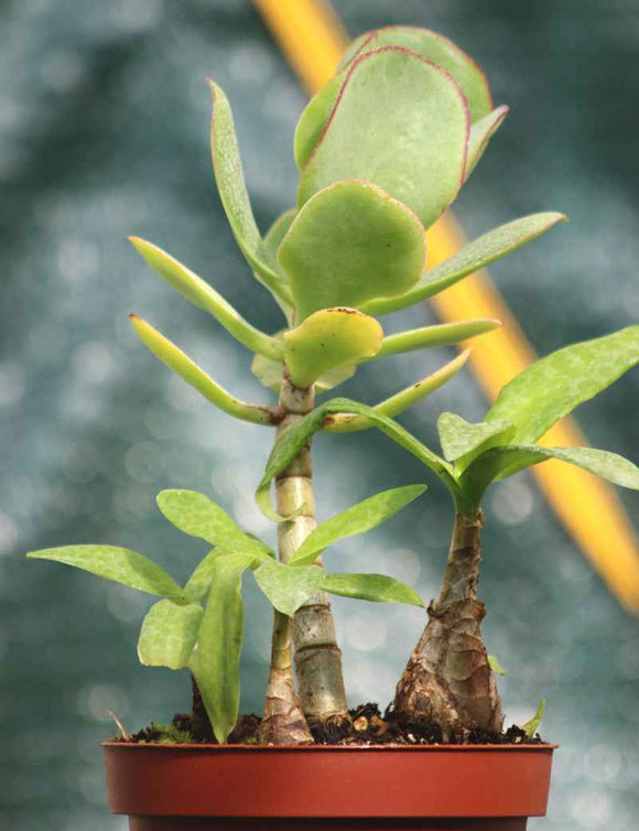 DUO - Crassula blue bird et Scilla pauciflora
