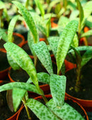 DUO - Crassula blue bird et Scilla pauciflora