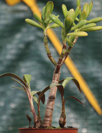 DUO - Crassula ovata et Scilla violacea