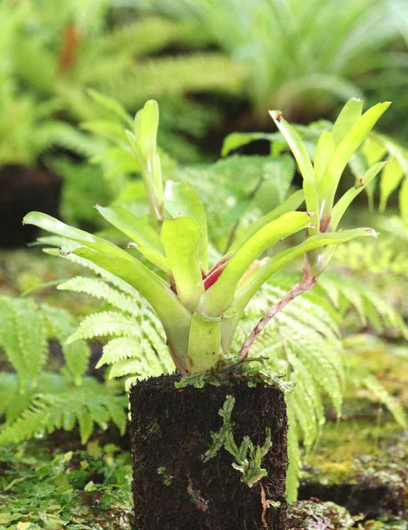 Neoregelia ajax raciné en xaxim