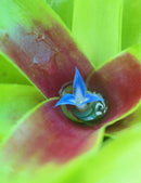 Neoregelia ajax raciné en xaxim