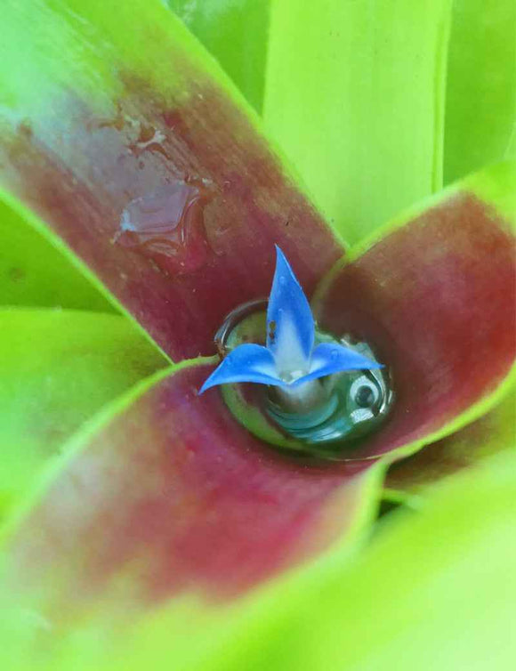 Neoregelia ajax raciné en xaxim