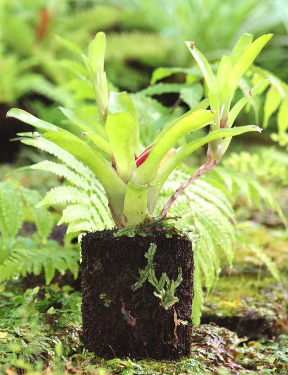 Neoregelia ajax raciné en xaxim