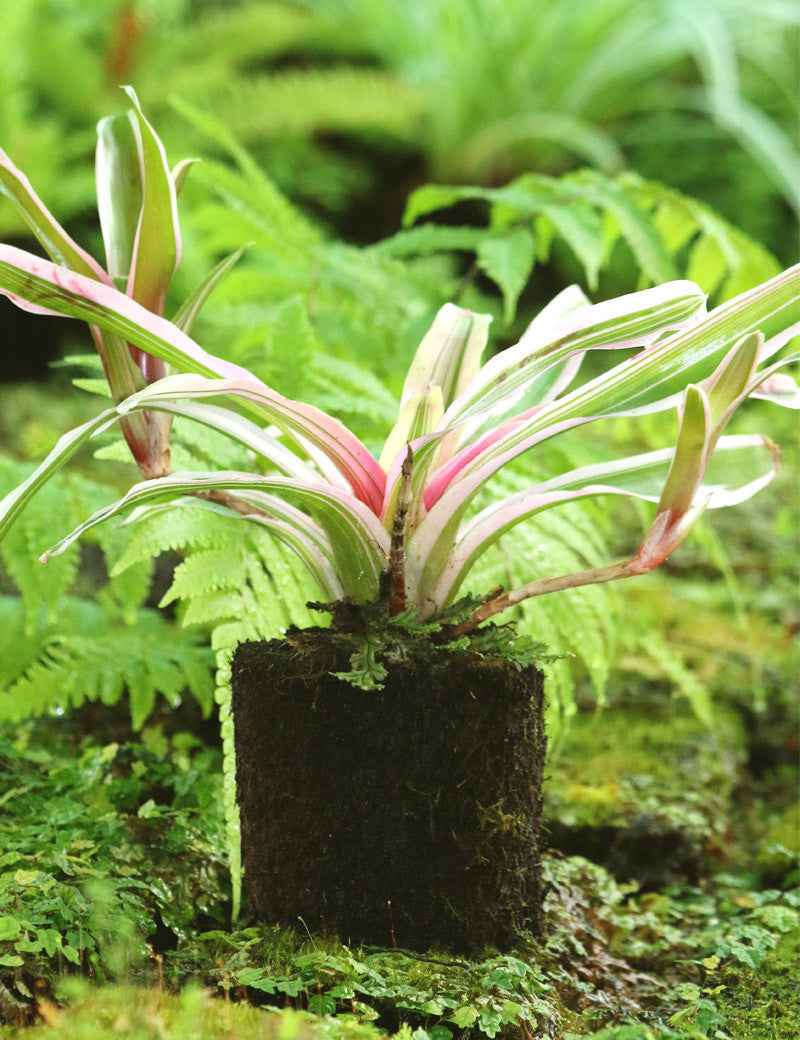 Neoregelia schultesiana 'Hawaii' variegata raciné en xaxim