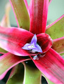 Neoregelia schultesiana 'Hawaii' variegata raciné en xaxim