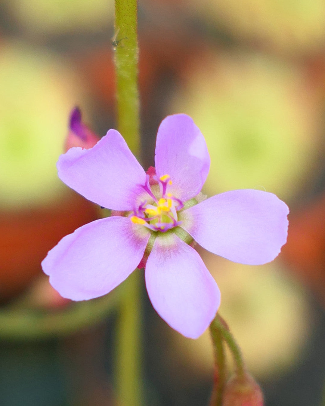 Product Image-2