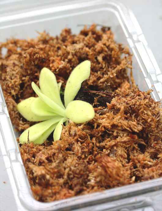 Pinguicula agnata - Mini-mottes