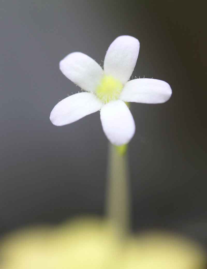Pinguicula agnata - Mini-mottes