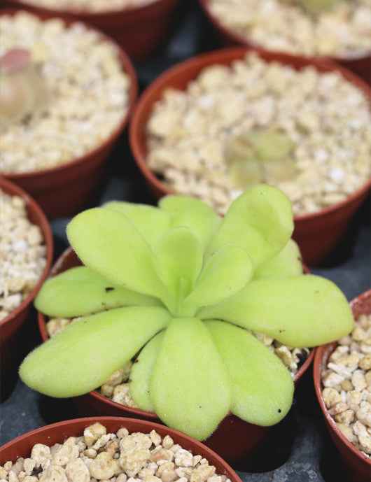 Pinguicula agnata - Mini-mottes