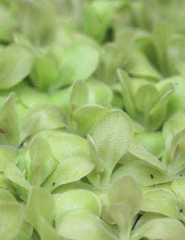 Pinguicula weser - Mini-mottes
