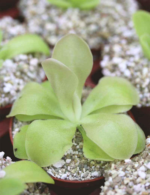 Pinguicula weser - Mini-mottes