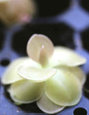 Pinguicula weser - Mini-mottes