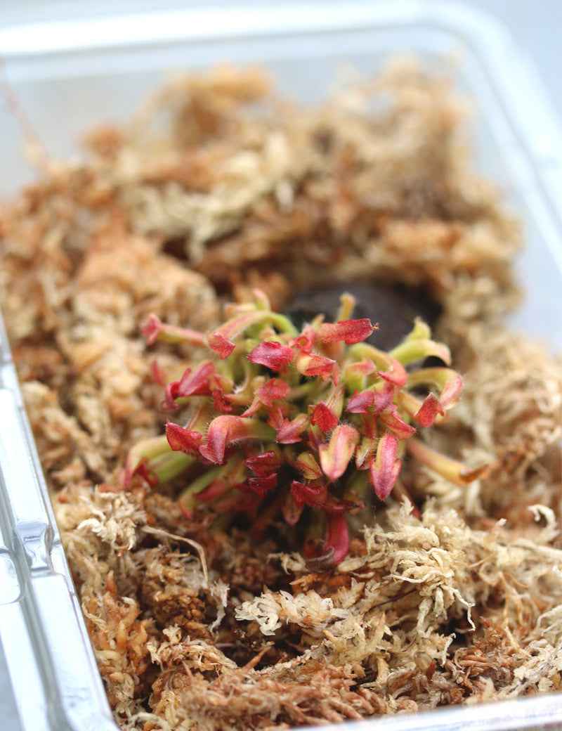 Heliamphora heterodoxa x Minor - Mini-mottes