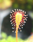 Drosera nidiformis - Mini-mottes