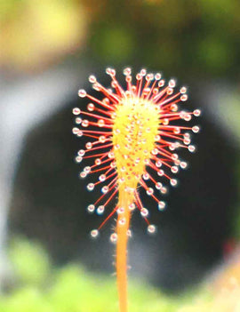 Drosera nidiformis - Mini-mottes