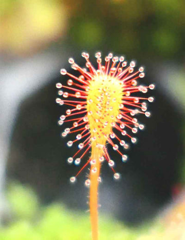 Drosera nidiformis - Mini-mottes