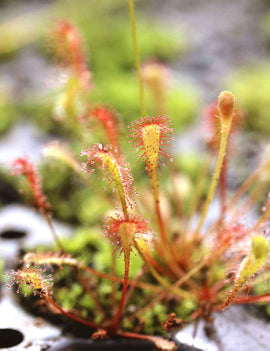 Drosera nidiformis - Mini-mottes