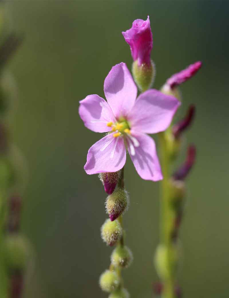 Drosera filiformis Clone 2 - Mini-mottes