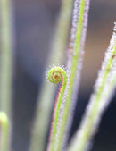 Drosera filiformis Clone 2 - Mini-mottes