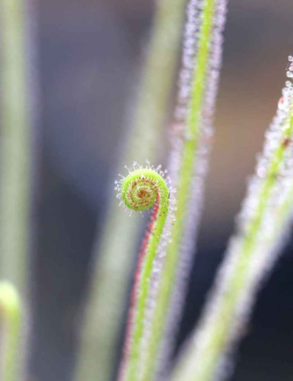 Drosera filiformis Clone 2 - Mini-mottes