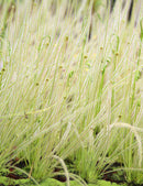 Drosera filiformis Clone 2 - Mini-mottes
