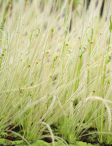 Drosera filiformis Clone 2 - Mini-mottes