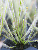Drosera filiformis Clone 2 - Mini-mottes