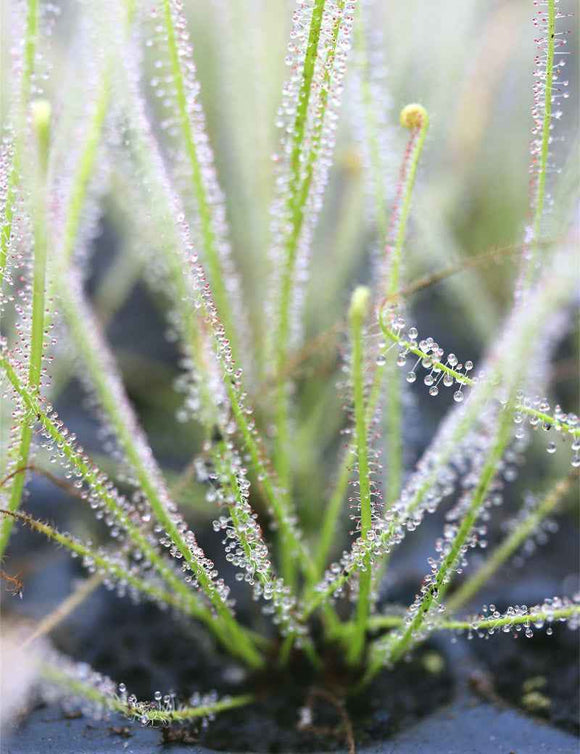 Drosera filiformis Clone 2 - Mini-mottes