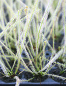 Drosera filiformis Clone 2 - Mini-mottes