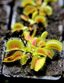 Dionaea muscipula 'Giant Big Mouth' - Mini-mottes