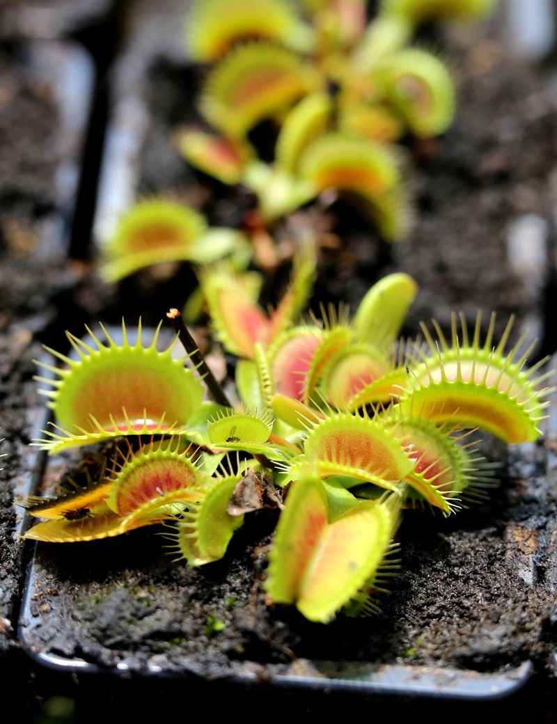 Dionaea muscipula 'Giant Big Mouth' - Mini-mottes