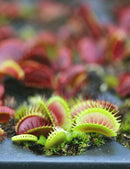 Dionaea muscipula 'Giant Big Mouth' - Mini-mottes