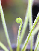 Drosera filiformis var. tracyi - Mini-mottes